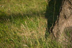 Bothriochloa pertusa