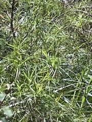 Dracophyllum sinclairii