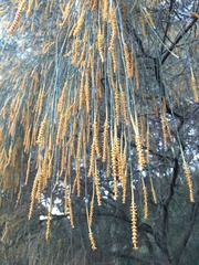 Allocasuarina verticillata