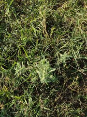 Amaranthus polygonoides