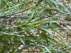 Dracophyllum sinclairii