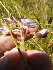 Eulophia zeyheriana