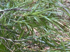 Dracophyllum sinclairii