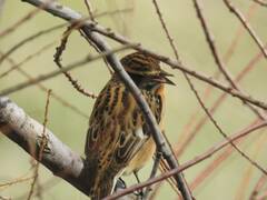 Saxicola rubetra