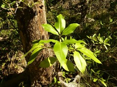Melicope elleryana