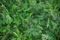 Eragrostis amabilis