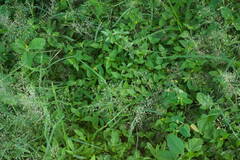 Eragrostis barrelieri