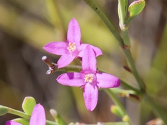 Boronia spathulata
