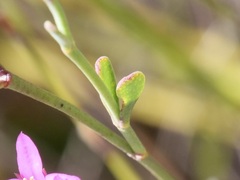 Boronia spathulata