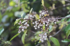Chiococca alba