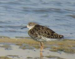 Calidris pugnax