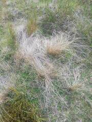 Carex kaloides