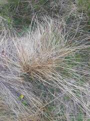 Carex kaloides