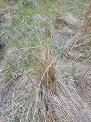 Carex kaloides