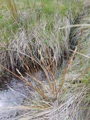 Carex kaloides