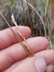 Carex kaloides