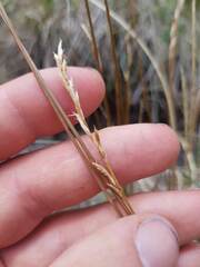 Carex kaloides