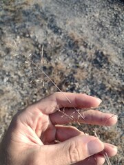 Eragrostis barrelieri