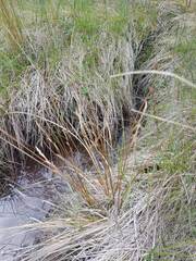 Carex kaloides