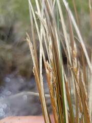 Carex kaloides