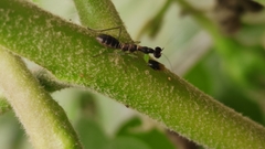 Odontomantis planiceps