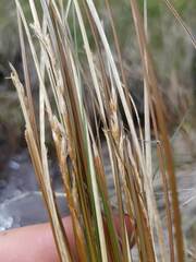 Carex kaloides