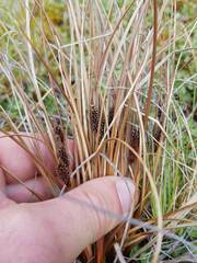 Carex petriei