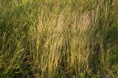 Bothriochloa pertusa