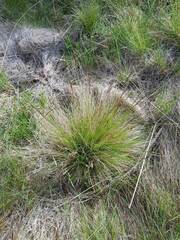 Festuca filiformis
