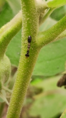 Odontomantis planiceps