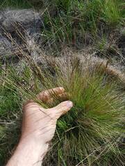 Festuca filiformis