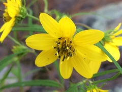 Helianthus porteri