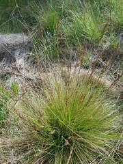 Festuca filiformis