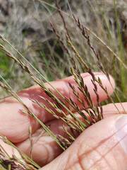 Festuca filiformis