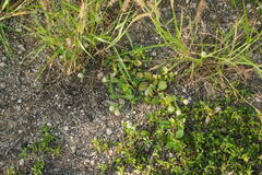 Gomphrena celosioides