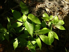 Melicope elleryana