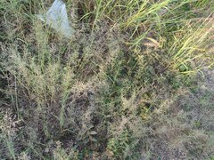 Eragrostis barrelieri