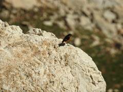 Phoenicurus moussieri