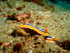 Chromodoris magnifica