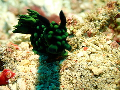 Nembrotha cristata