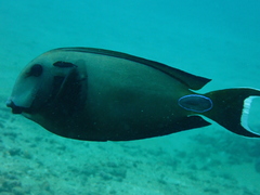 Acanthurus tennentii