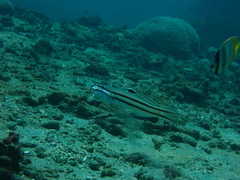 Valenciennea helsdingenii