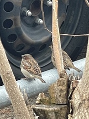 Passer domesticus