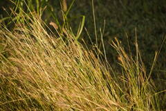 Bothriochloa pertusa