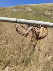Backobourkia brouni