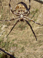 Backobourkia brouni