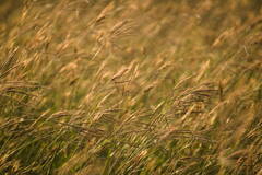 Dichanthium annulatum papillosum