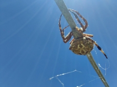 Backobourkia brouni