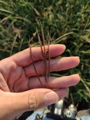 Dichanthium annulatum papillosum