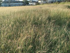 Dichanthium annulatum papillosum